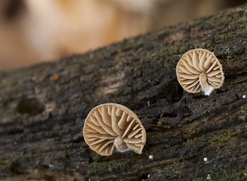 Simocybe rubi